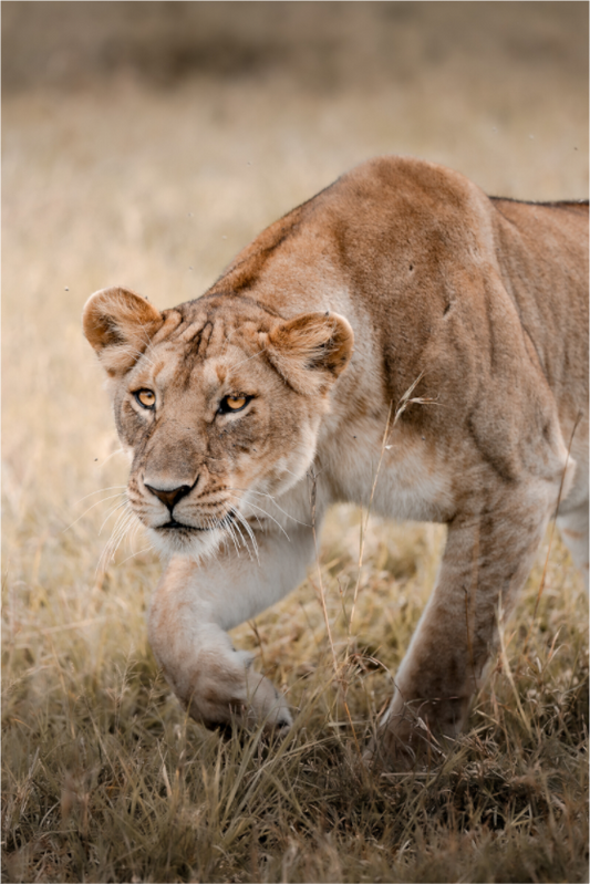 Lioness on the hunt