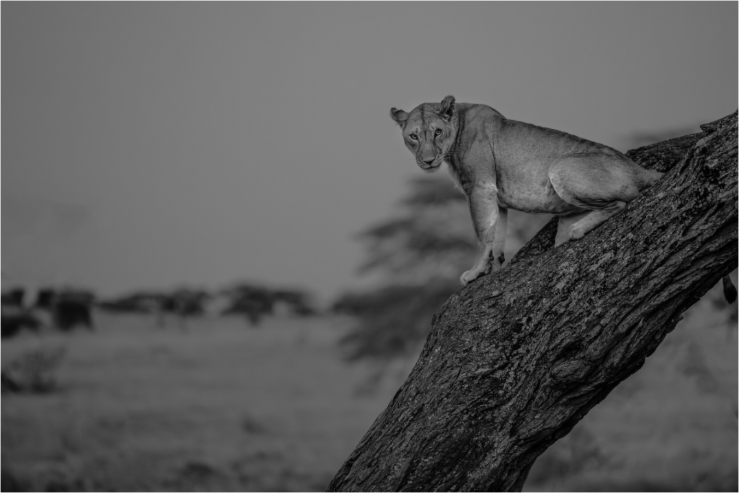 “Twilight Watch” – Lioness at Dusk