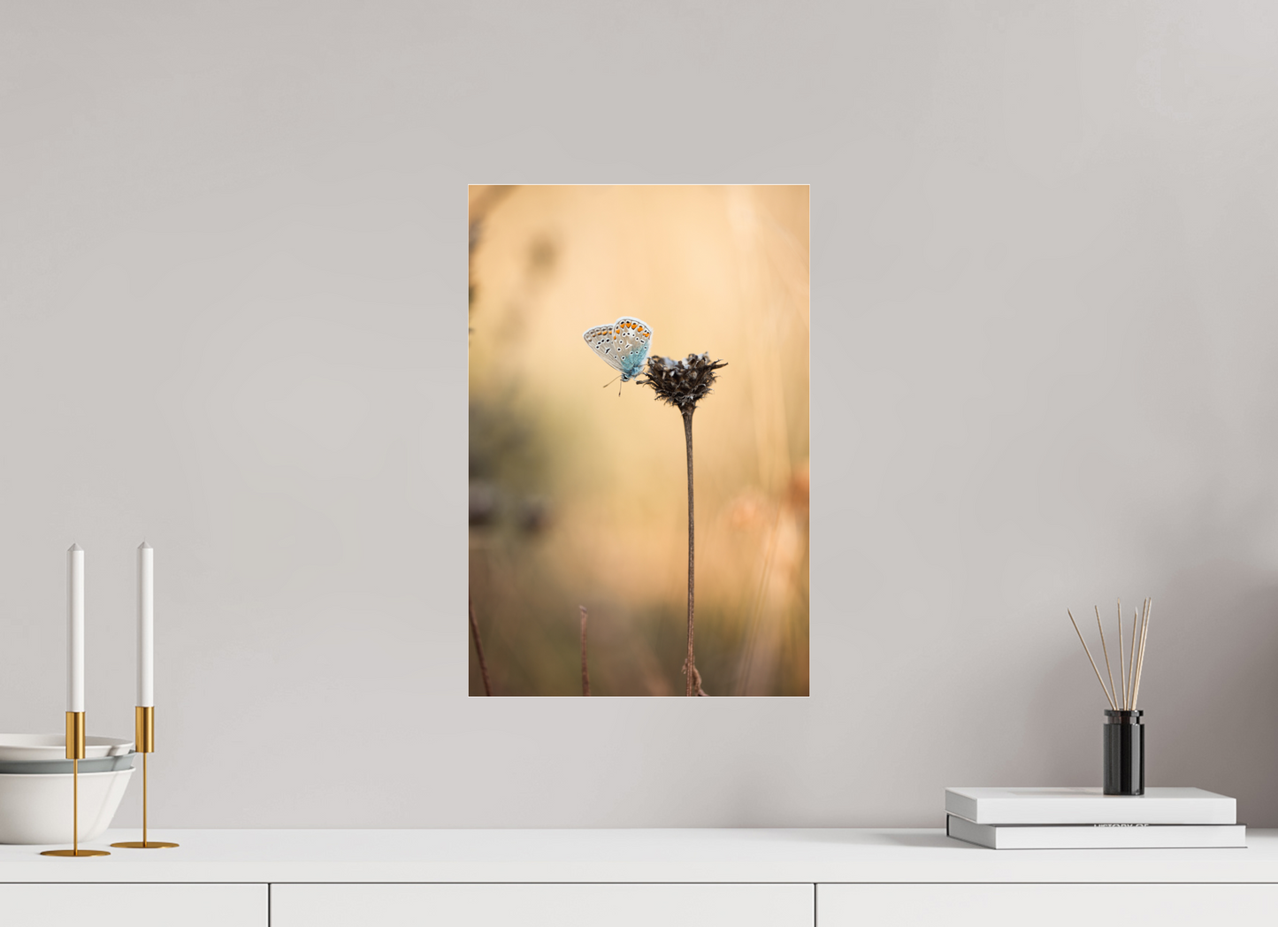 Sunset Stillness – Common Blue Butterfly