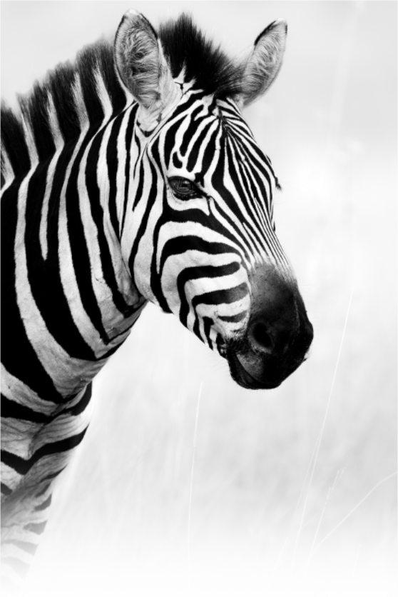 Lines of the Wild – Zebra in Profile, Serengeti National Park