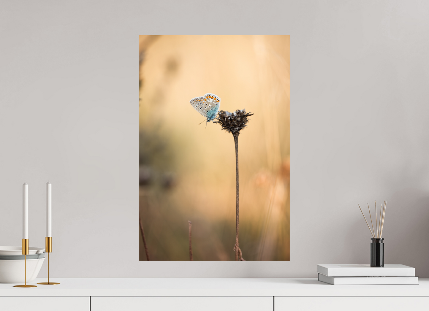 Sunset Stillness – Common Blue Butterfly