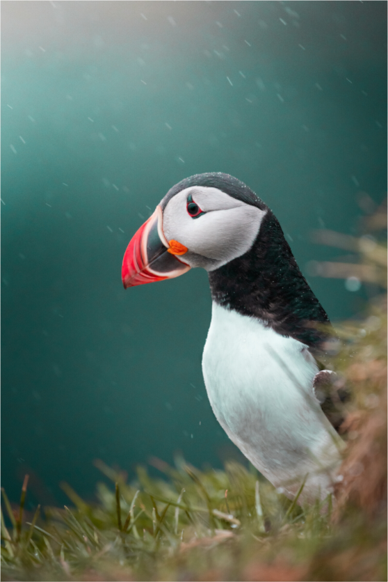 Windswept Watcher – Puffin in Iceland