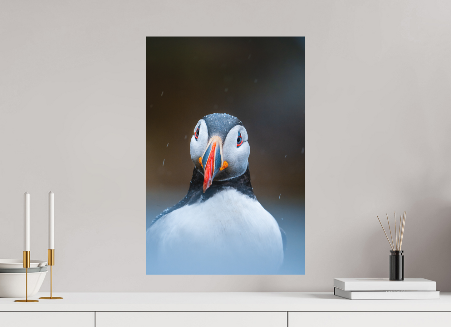 Edge of the North – Puffin under the rain