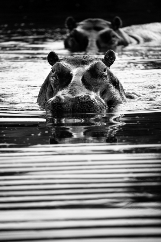 “Silent Watch” – Black & White Hippo Photography Print