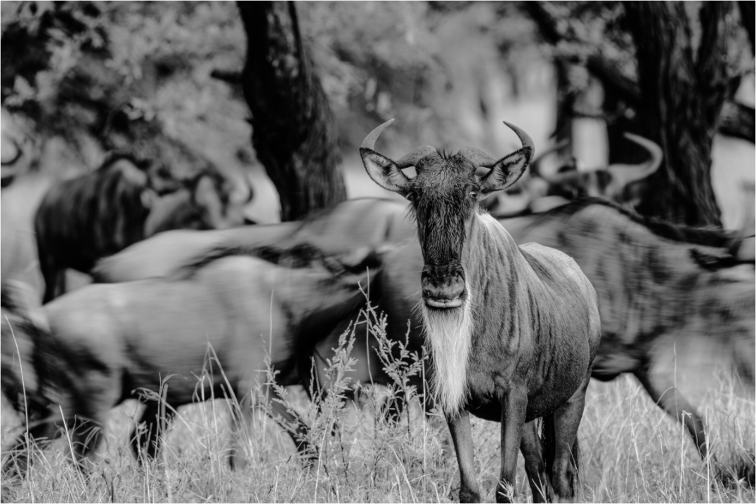 The Still One – Wildebeest in the Serengeti