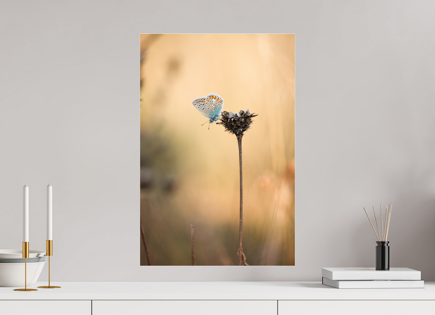Sunset Stillness – Common Blue Butterfly