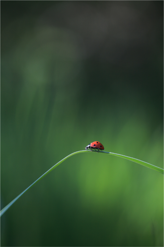 Red in the Green – Ladybug