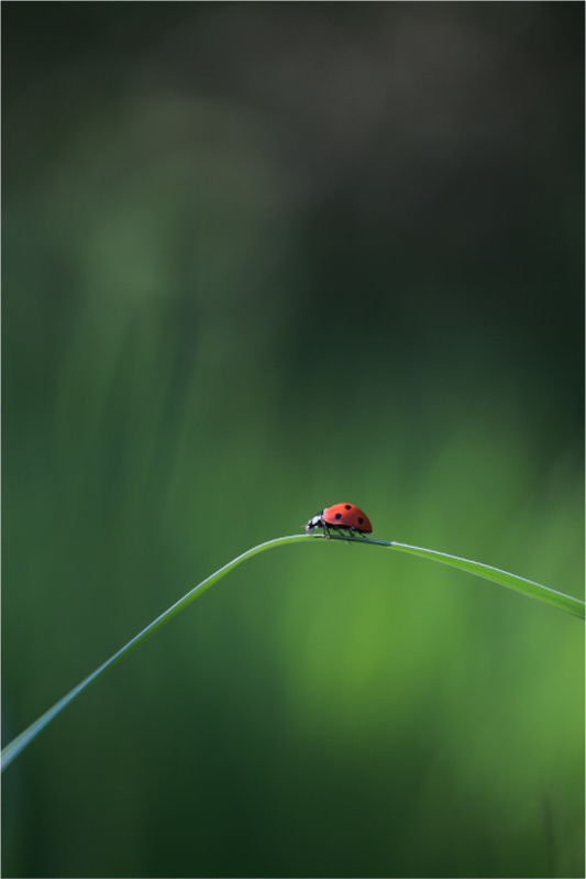 Red in the Green – Ladybug
