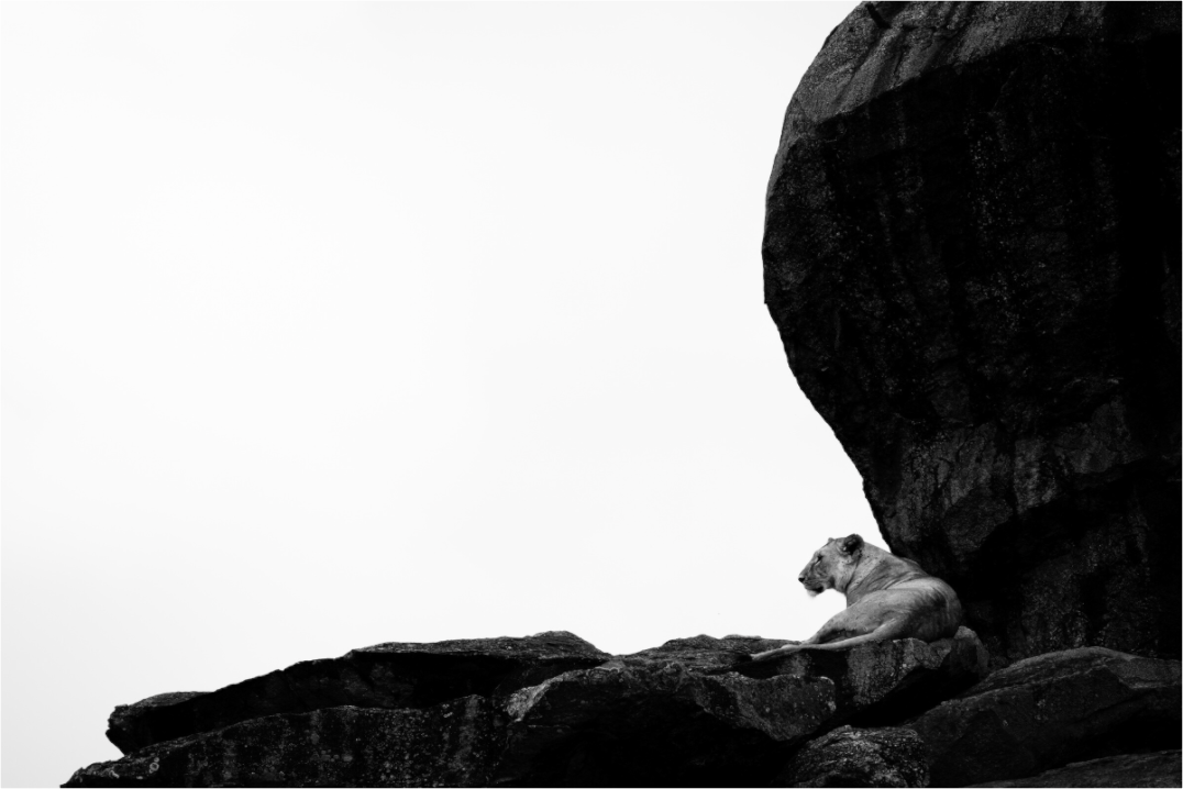 “Watchful Silence” – Lioness Overlooking the Serengeti