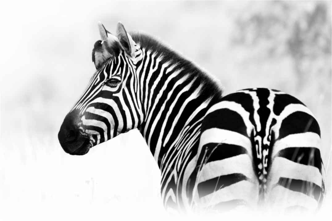 Unexpected Passenger – Zebra with Bird, Serengeti National Park