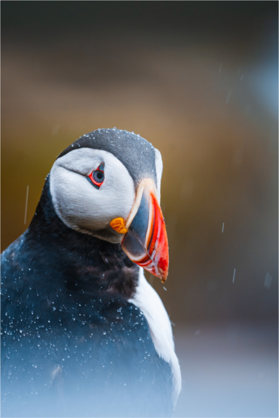 Atlantic Icon – Puffin Portrait