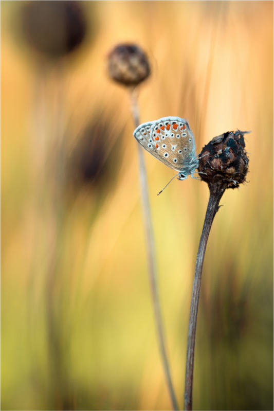 Glow in Blue – Common Blue Butterfly