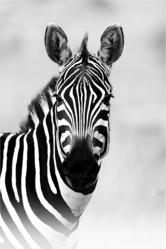 Whispers in Stripes – Zebra Portrait in Serengeti National Park