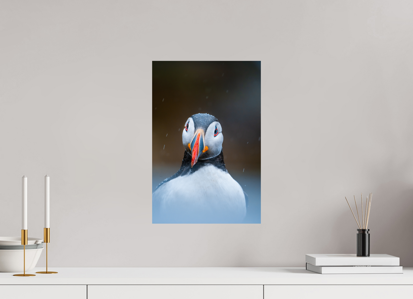 Edge of the North – Puffin under the rain