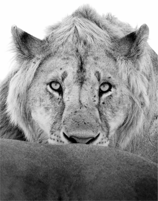 “The Stare” – Black & White Lion Fine Art Print