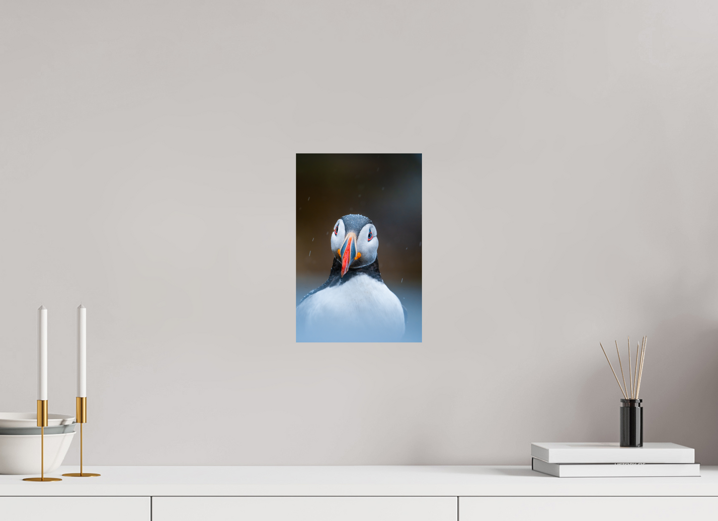 Edge of the North – Puffin under the rain