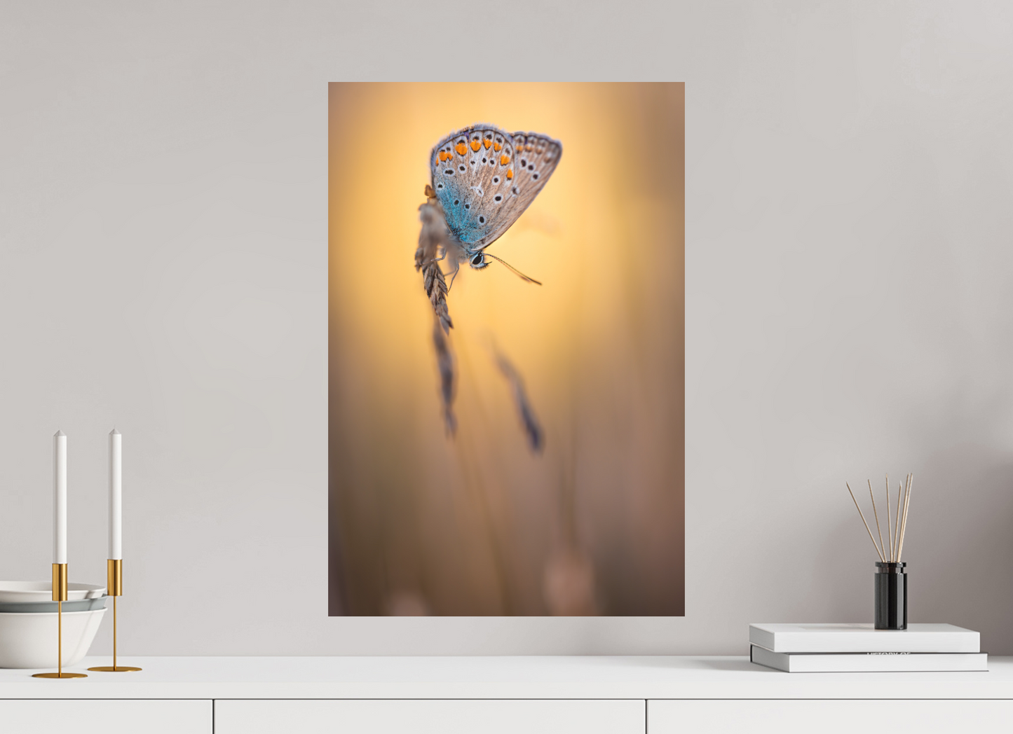 Evening Balance” – Common Blue Butterfly