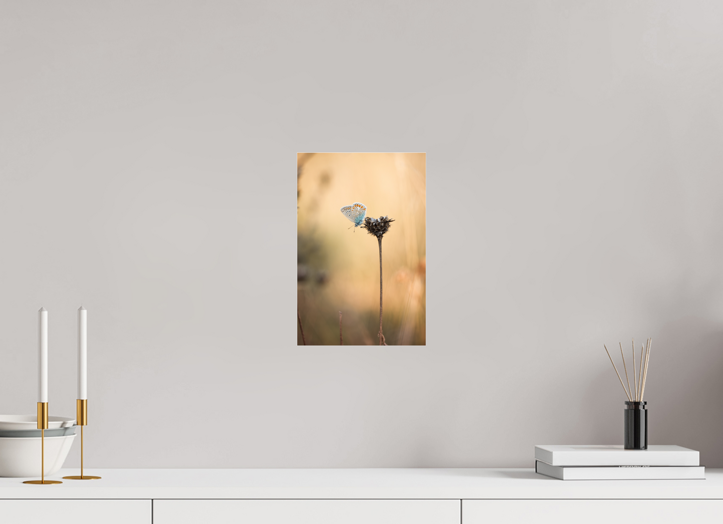 Sunset Stillness – Common Blue Butterfly