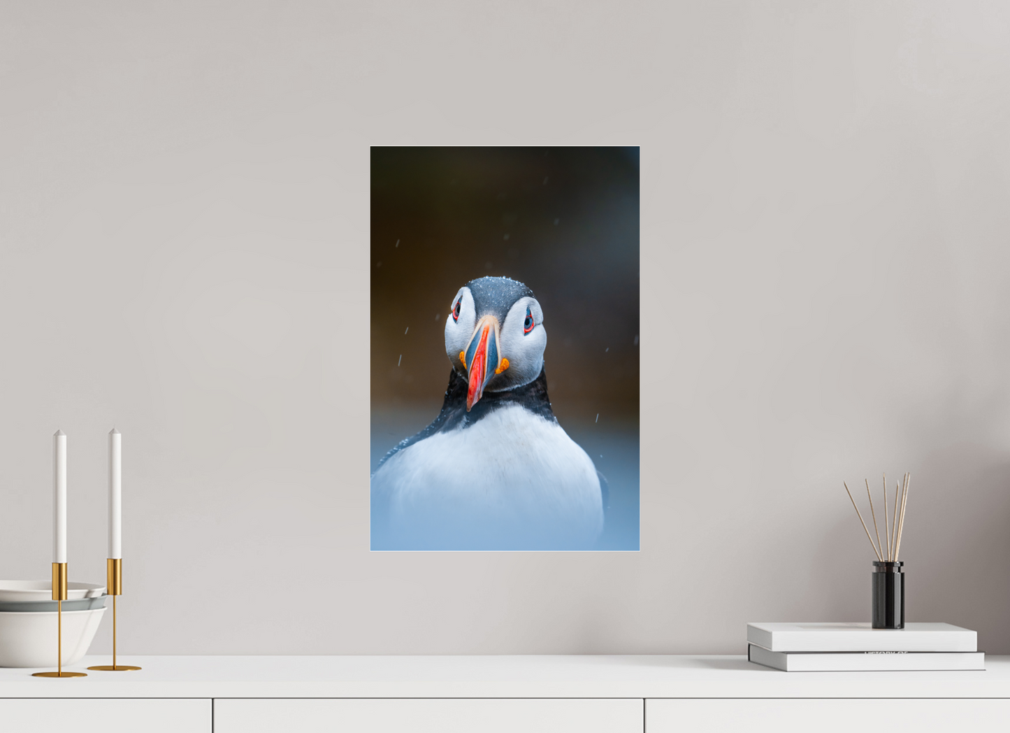 Edge of the North – Puffin under the rain