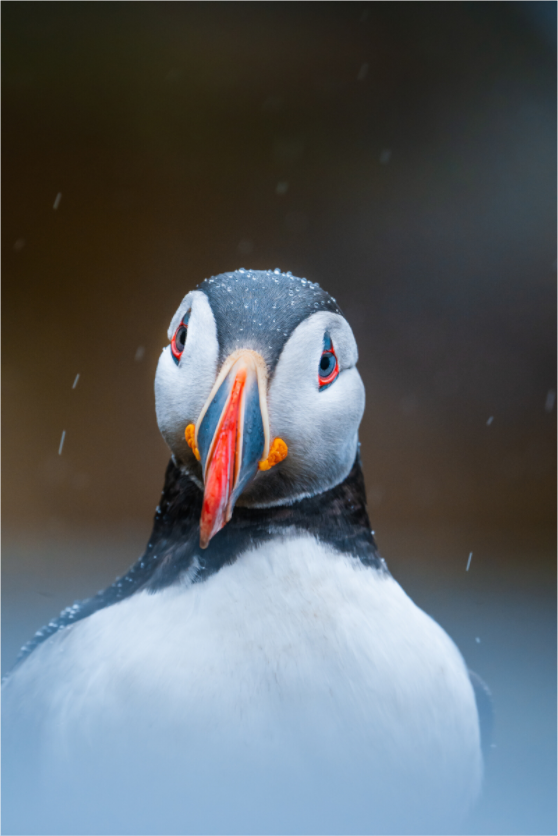 Edge of the North – Puffin under the rain