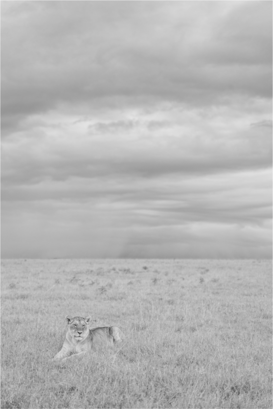 “Alone in the Vastness” – Lioness in the Serengeti