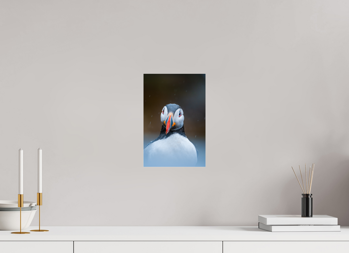 Edge of the North – Puffin under the rain