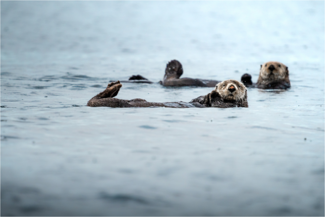 The floating pair - Otters in British Columbia