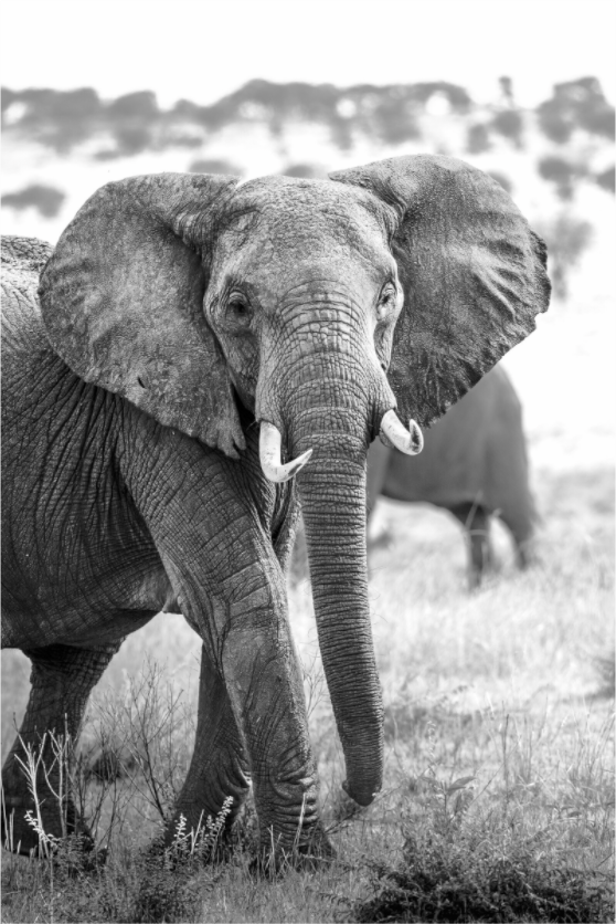 Elephant Portrait from the Serengeti