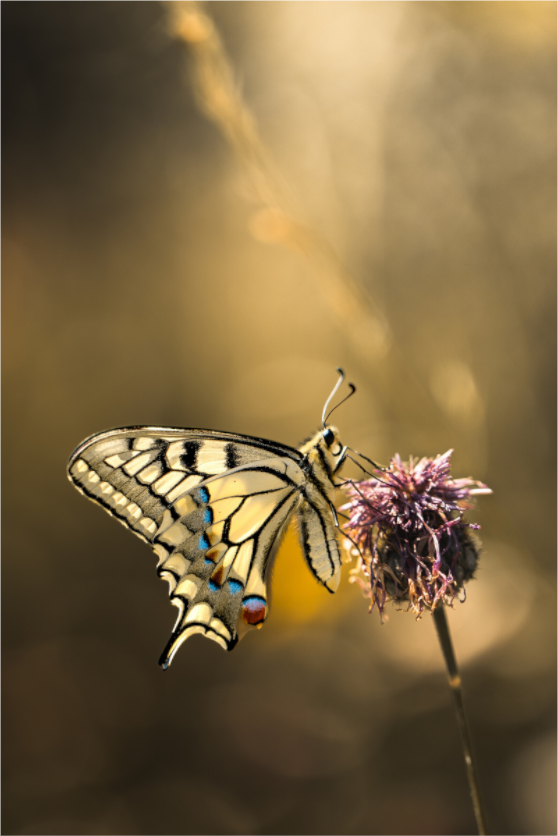 “Whispers of a Swallowtail” – Macro Fine Art