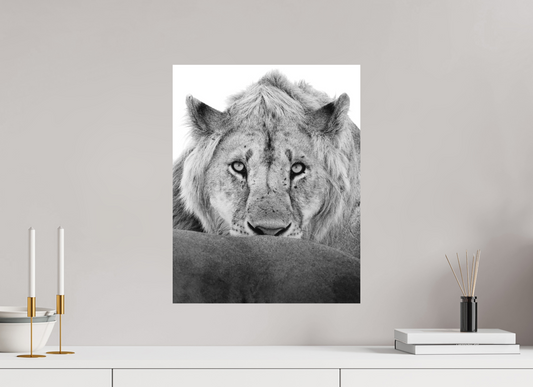 “The Stare” – Black & White Lion Fine Art Print