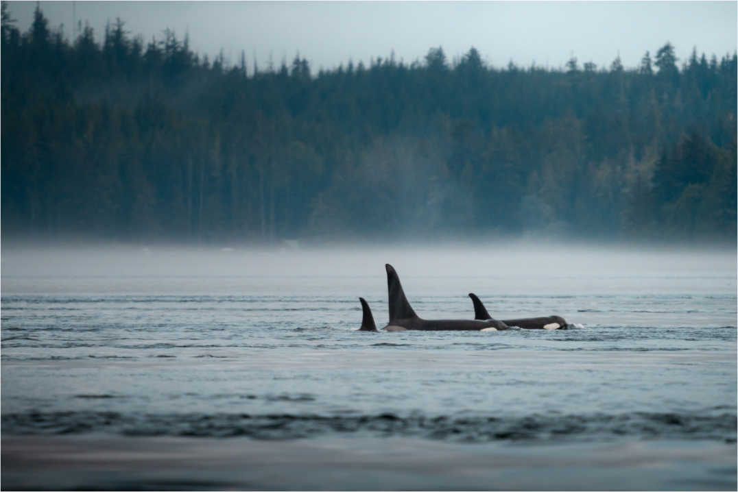 The Northern Current – Orca Pod