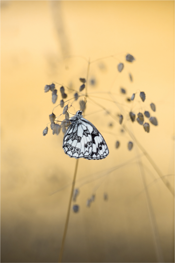 “Poetry in Pattern” – Marbled White Butterfly Macro