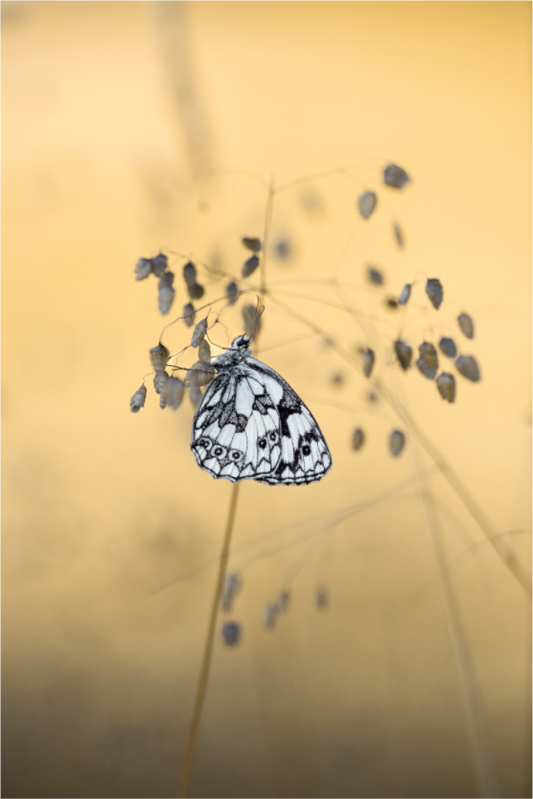 “Poetry in Pattern” – Marbled White Butterfly Macro
