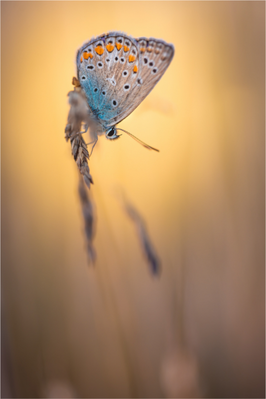Evening Balance” – Common Blue Butterfly
