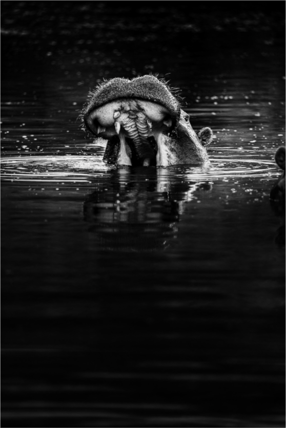 Surface Tension – Hippo