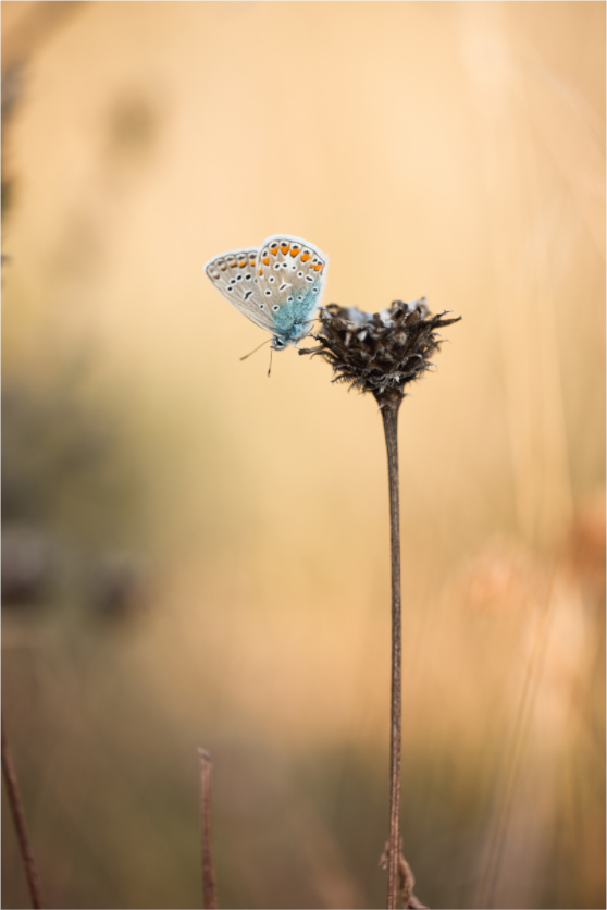 Sunset Stillness – Common Blue Butterfly