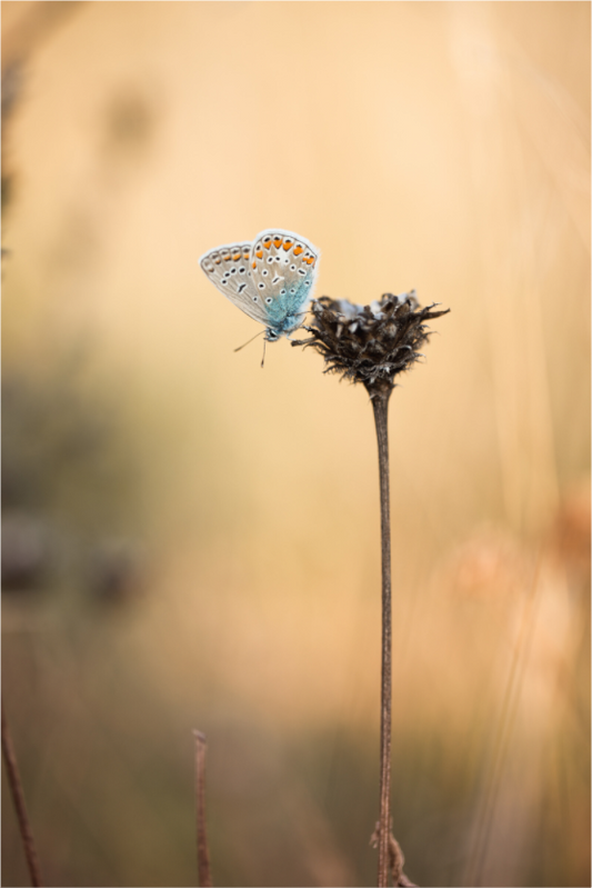 Sunset Stillness – Common Blue Butterfly