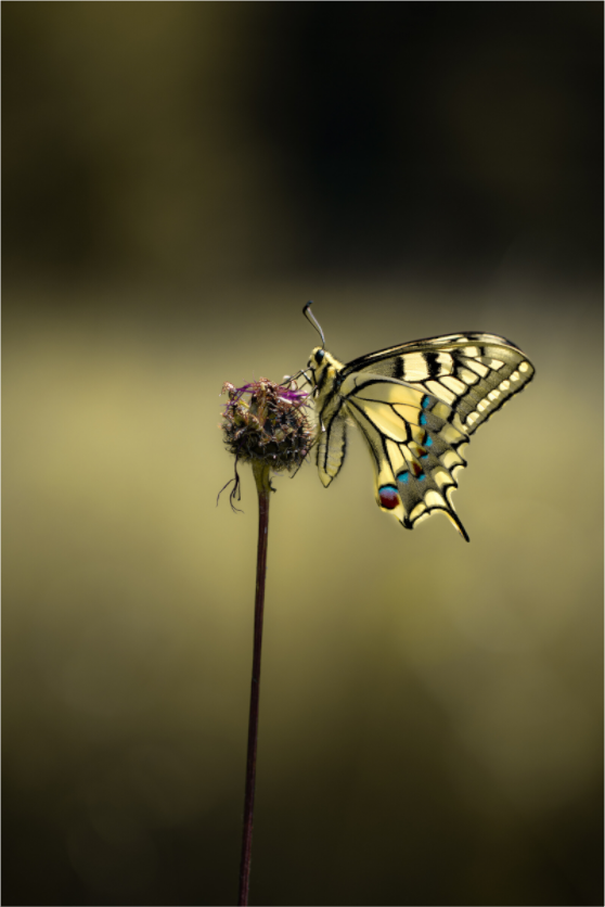 Swallowtail Serenity – Fine Art Butterfly Print