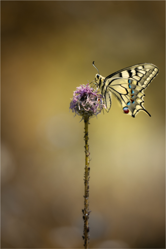 “Wings of Light” – Swallowtail Butterfly