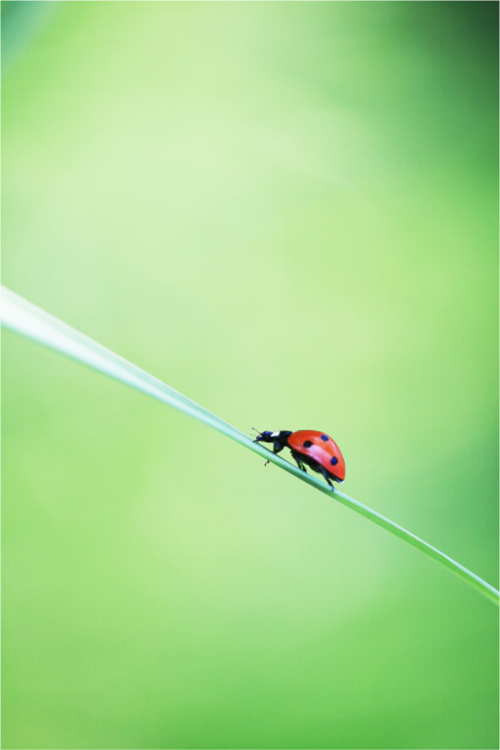 Burst of Life – Vibrant Ladybug