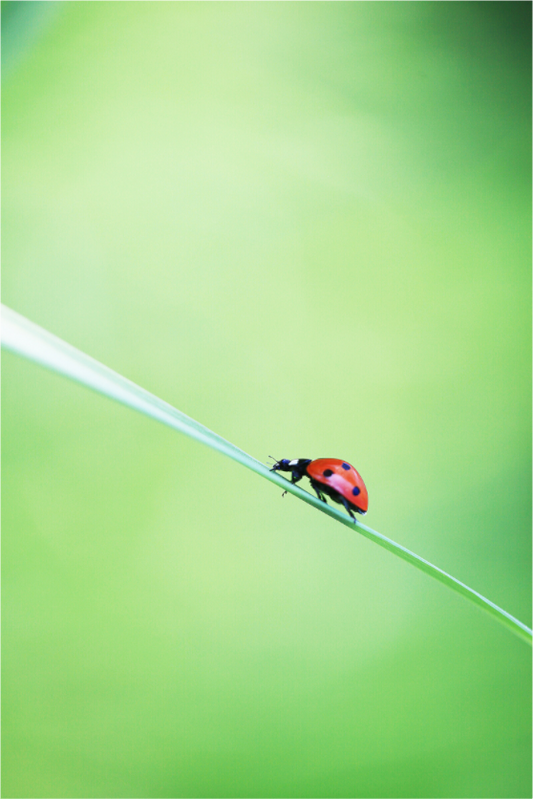 Burst of Life – Vibrant Ladybug