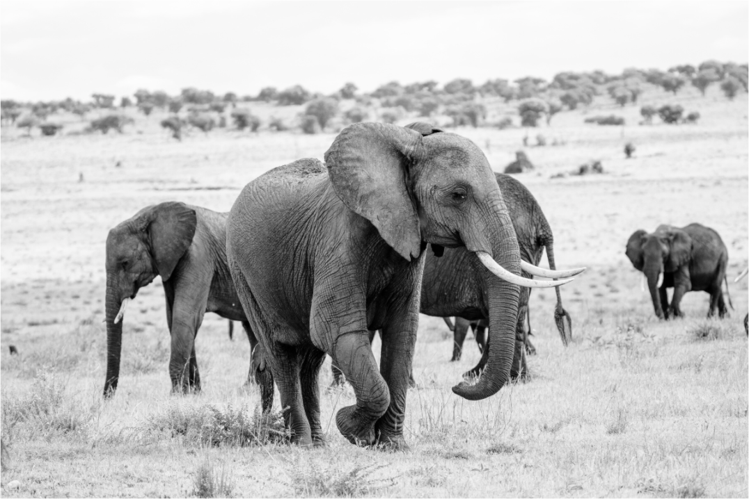 Grace in Numbers – Elephant Herd