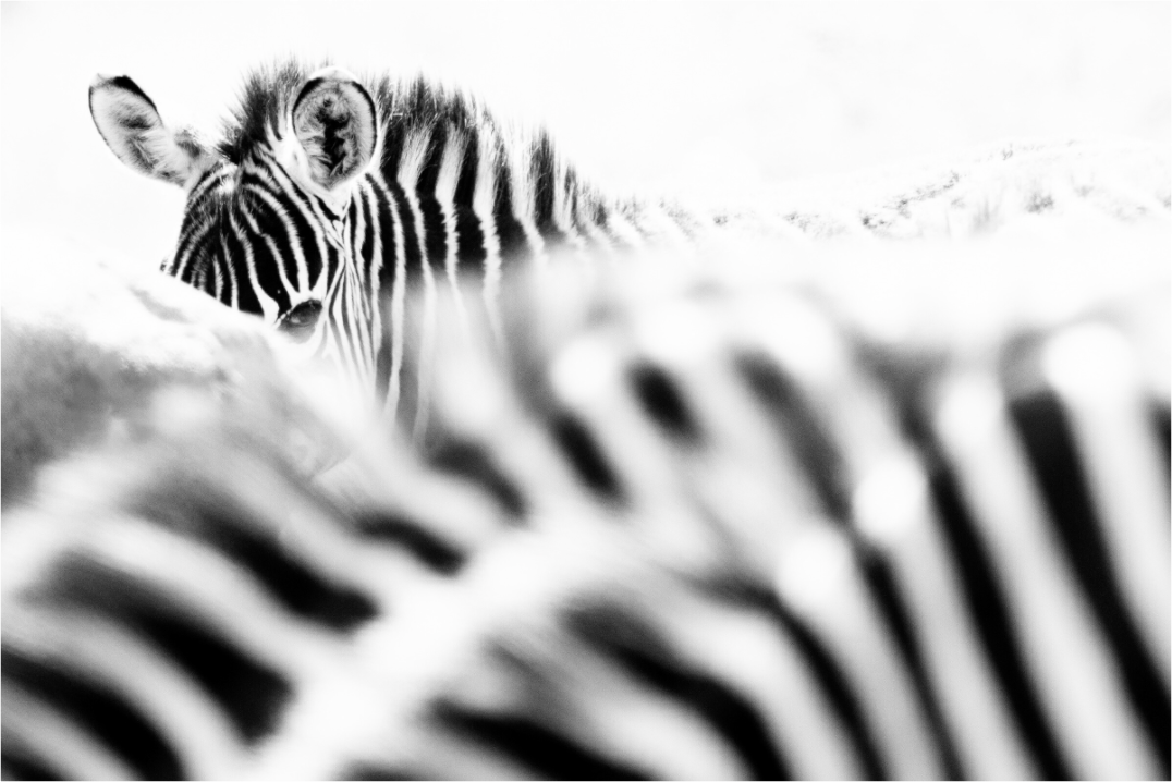 “Hidden in Stripes” – Black & White Zebra Fine Art Print