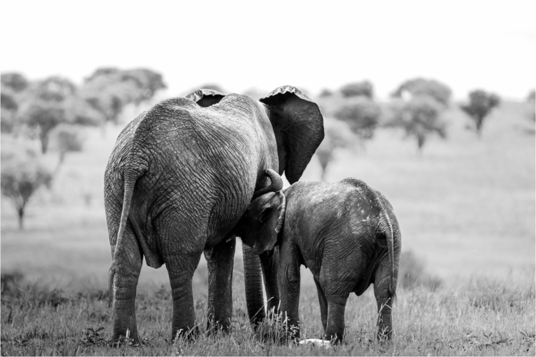 Bond – Mother and Calf Elephant