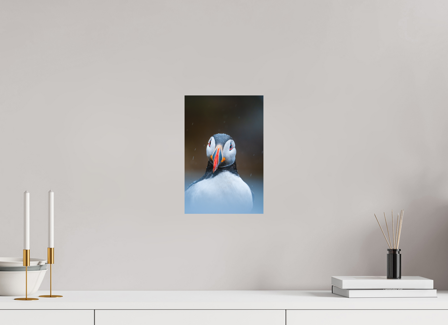 Edge of the North – Puffin under the rain